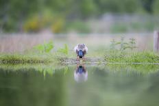 Otter (Lutrinae), West Coast of Scotland, United Kingdom, Europe-David Gibbon-Framed Photographic Print