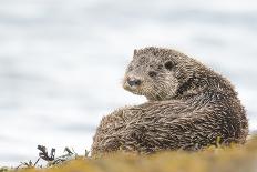 Otter (Lutrinae), West Coast of Scotland, United Kingdom, Europe-David Gibbon-Laminated Photographic Print