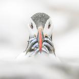 Otter (Lutrinae), West Coast of Scotland, United Kingdom, Europe-David Gibbon-Laminated Photographic Print