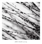 Four Reeds-David Gray-Framed Art Print