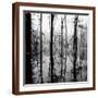 Brown Frame