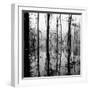 White Frame