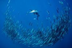 School of Bonito fish attacking Spanish sardines, Gulf of Mexico-David Hall-Photographic Print