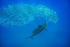 Atlantic sailfish attacking Spanish Sardines, Gulf of Mexico-David Hall-Photographic Print