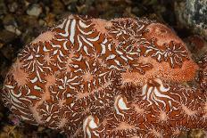 Hooded nudibranchs clinging to Bull Kelp, BC, Canada-David Hall-Photographic Print