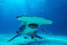 Tiger shark swimming, Tiger Beach, Bahamas, Caribbean Sea-David Hall-Framed Photographic Print