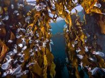 Brownbanded bamboo shark juvenile on sea floor, Indonesia-David Hall-Photographic Print