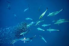 Atlantic sailfish attacking Spanish Sardines, Gulf of Mexico-David Hall-Photographic Print