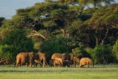 African Bush Elephant - Loxodonta Africana, Kenya, Africa-David Havel-Photographic Print