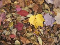 Autumn Fall colour leaves - Maple - Birch - Poplar - Great Smoky Mountains, USA.-David Hosking-Photographic Print