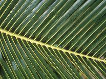 Leaves Close up of Palm leaves-David Hosking-Photographic Print