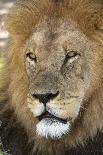 Male africam lion head-David Hosking-Photographic Print