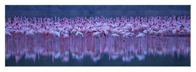 Flamingos-David Hua-Framed Giclee Print