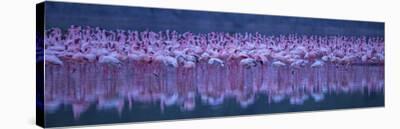 Flamingos-David Hua-Stretched Canvas