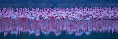 Flamingos-David Hua-Stretched Canvas