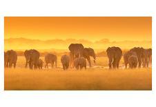 Golden Light-David Hua-Giclee Print