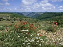 Causse Mejean, Gorges Du Tarn Behind, Lozere, Languedoc-Roussillon, France-David Hughes-Photographic Print