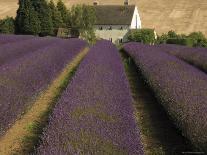 Snowshill Lavender Farm, Gloucestershire, the Cotswolds, England, United Kingdom-David Hughes-Photographic Print