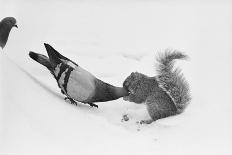 Pigeon Taking Nut from Squirrel on Snowy Day-David Hume Kennerly-Photographic Print