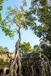 Tree Grown over Ta Prohm Temple, Cambodia-David Ionut-Photographic Print