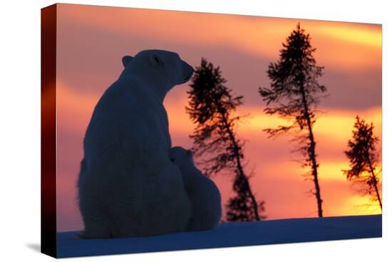 Stretched Canvas Print, , large