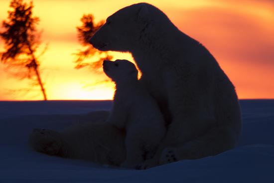 Premium Photographic Print, , large
