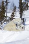 Polar Bear (Ursus Maritimus) and Cubs-David Jenkins-Photographic Print