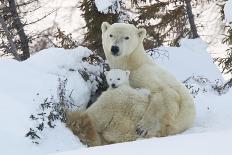 Polar Bear (Ursus Maritimus) and Cub, Wapusk National Park, Churchill, Hudson Bay, Manitoba, Canada-David Jenkins-Framed Photographic Print