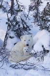 Polar Bear (Ursus Maritimus) and Cubs-David Jenkins-Laminated Photographic Print