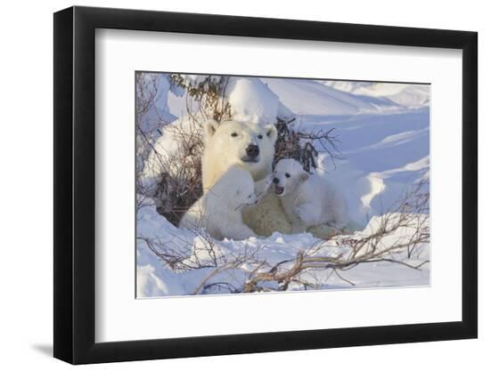 Premium Photographic Print, , large