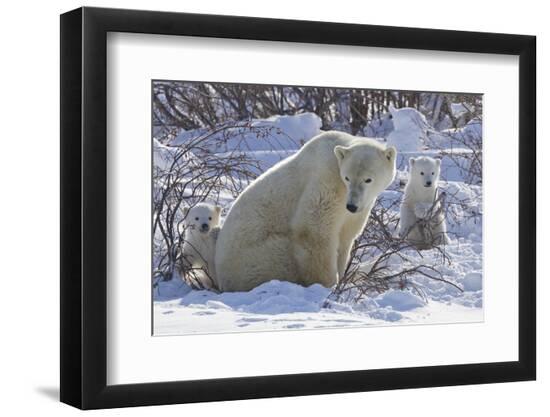 Premium Photographic Print, , large