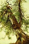 Young Elms-David Johnson-Giclee Print