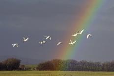 Bewick's swan in flight with rainbow, Gloucestershire, England, UK, February-David Kjaer-Photographic Print