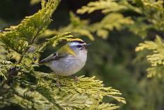 Firecrest (Regulus ignicapilla) singing,Wiltshire, England, UK, April-David Kjaer-Photographic Print