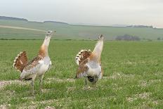 Great Bustard (Otis tarda) males displaying, Salisbury Plain, Wiltshire, UK, April-David Kjaer-Photographic Print