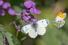 Orange tip butterfly female and male, visiting Herb Robert flower Wiltshire, England, UK-David Kjaer-Photographic Print