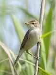 Reed warbler with insect larvae in beak, Somerset Levels, England, UK-David Kjaer-Photographic Print