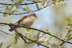 Reed warbler with insect larvae in beak, Somerset Levels, England, UK-David Kjaer-Photographic Print