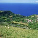 Cattle, Fields and Small Village on the Island of Flores in the Azores, Portugal, Atlantic, Europe-David Lomax-Photographic Print