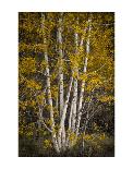 Aspens-David Lorenz Winston-Art Print