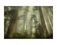 Cypress Symmetry-David Lorenz Winston-Art Print