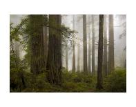 Del Norte Woods II-David Lorenz Winston-Art Print