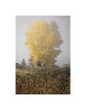 Yellow Tree & Teasel-David Lorenz Winston-Art Print