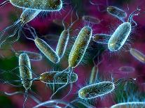 E. Coli Bacteria-David Mack-Photographic Print