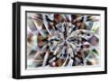 Black Frame
