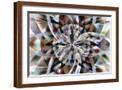 Brown Frame
