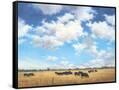 Canvas Black