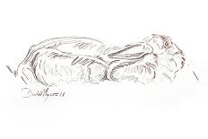 Brown hare reclining, 2012 (contepastel on paper)-David Mayer-Stretched Canvas