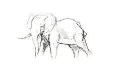 African elephant, 2021 (crayon on paper)-David Mayer-Framed Giclee Print