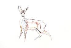 Roe Deer Young, 2021 (crayon on paper)-David Mayer-Stretched Canvas